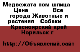 Медвежата пом шпица › Цена ­ 40 000 - Все города Животные и растения » Собаки   . Красноярский край,Норильск г.